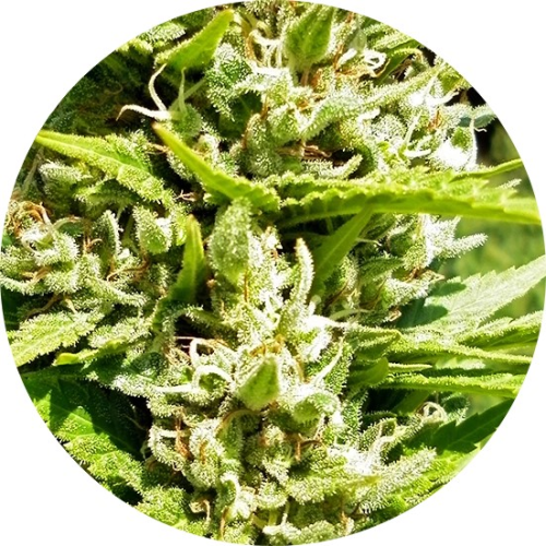 Top Tao Seeds - Outdoor Mix Classic regular