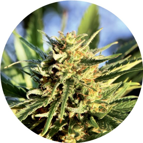 Top Tao Seeds - Super Auto Tao regular