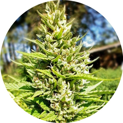 Top Tao Seeds - Top Tao Mix 2 regular