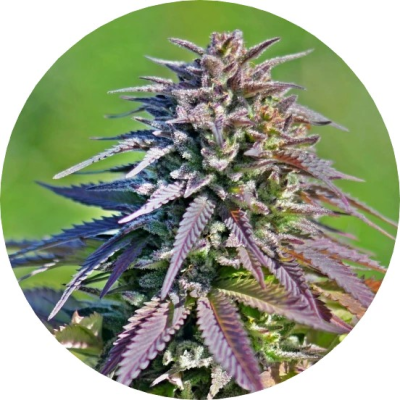Top Tao Seeds - Auto Tao Blueberry regular