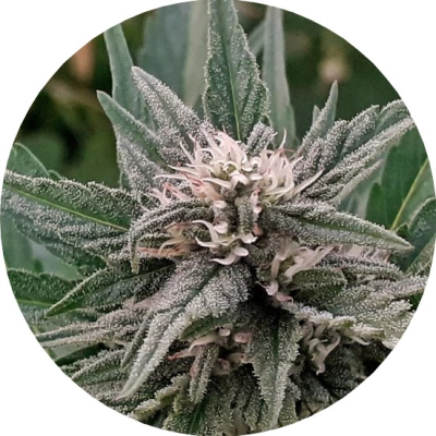 Top Tao Seeds - Early Sativa regular