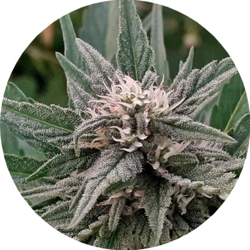 Top Tao Seeds - Early Sativa regular