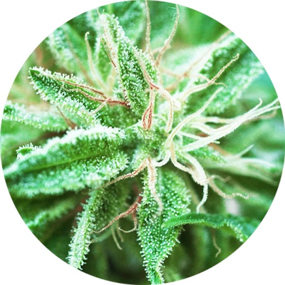 Top Tao Seeds - Sativa Samadhi regular