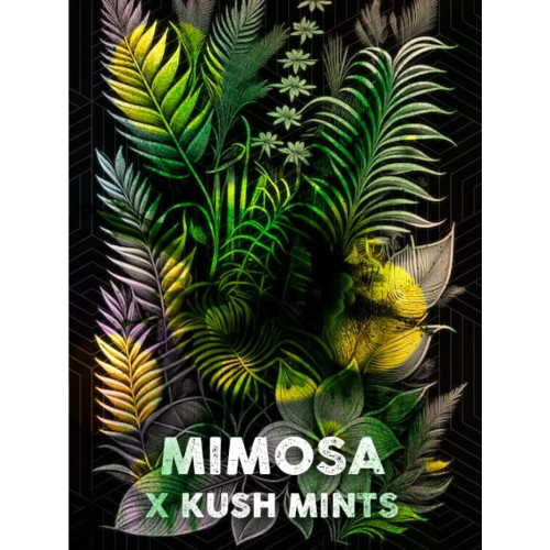 Tramuntana Seeds - Mimosa Mints