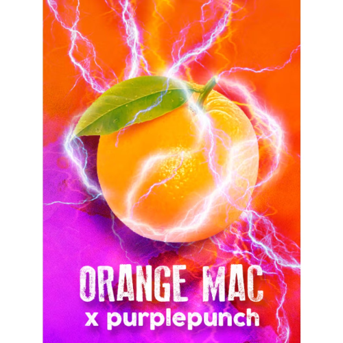 Tramuntana Seeds - Orange Mac x Purple Punch (VÝPRODEJ)