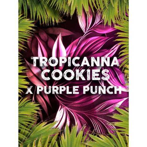 Tramuntana Seeds - Tropicanna Cookies x Purple Punch (VÝPRODEJ)