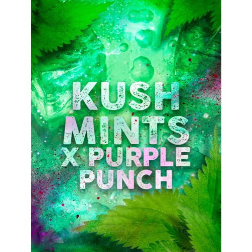 Tramuntana Seeds - Kush Mints x Purple Punch