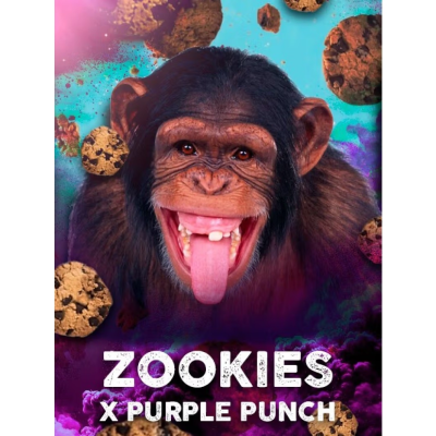 Tramuntana Seeds - Zookies x Purple Punch