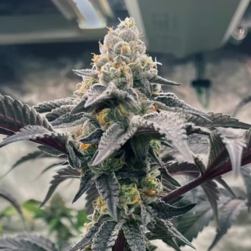 Trilogene Seeds - Hasbulla