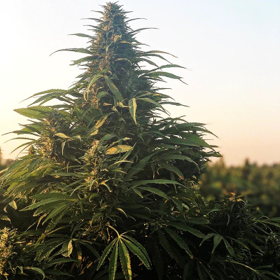 Trilogene Seeds - The Don CBD