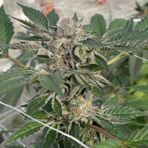 Trilogene Seeds - Willys Winery