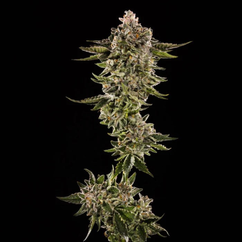 Trilogene Seeds - Honey Bird