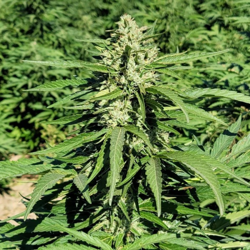 Trilogene Seeds - Limonene CBG