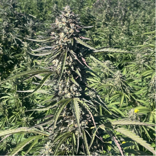 Trilogene Seeds - Pillsbury Droboy