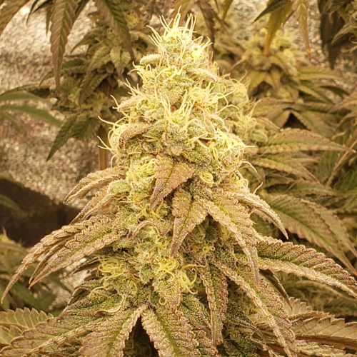 Trilogene Seeds - Socrates Sour