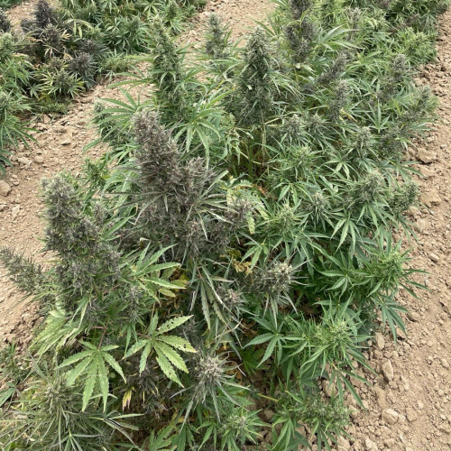 Trilogene Seeds - Sour Krout Auto