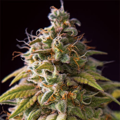 Vision Seeds - Caramel Monster