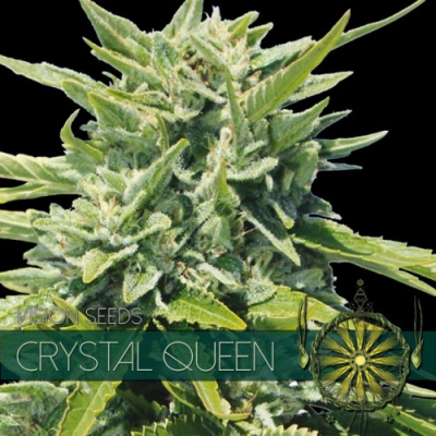 Vision Seeds - Crystal Queen