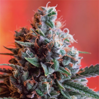 Vision Seeds - Dark Star x AK-49