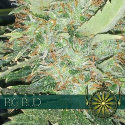 Vision Seeds - Big Bud