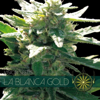 Vision Seeds - La Blanca Gold