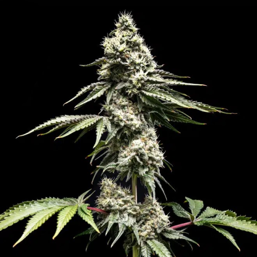 World Breeders - Clementine Slush