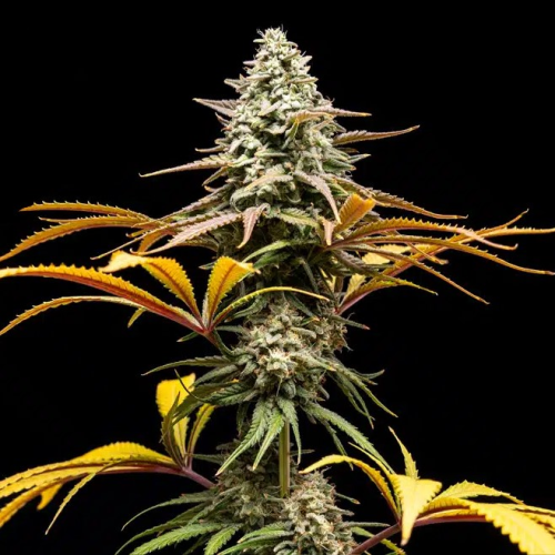 World Breeders - Crunch