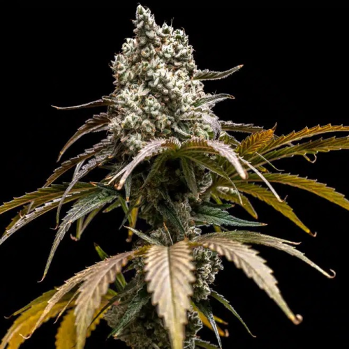 World Breeders - Cherry Crush