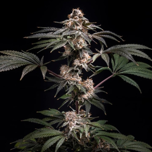 World Breeders - Pilot