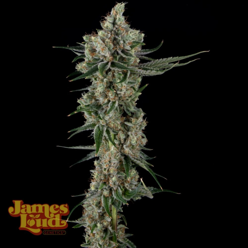 James Loud Genetics - Loud Dream Candy