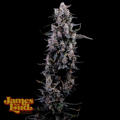 James Loud Genetics - Sour Grape Diesel