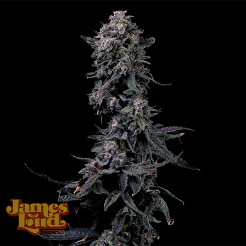 James Loud Genetics - Bumpboxx Kush