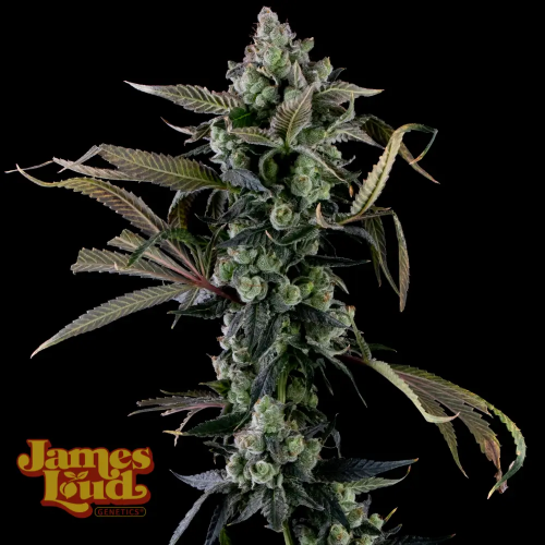 James Loud Genetics - Candy Island