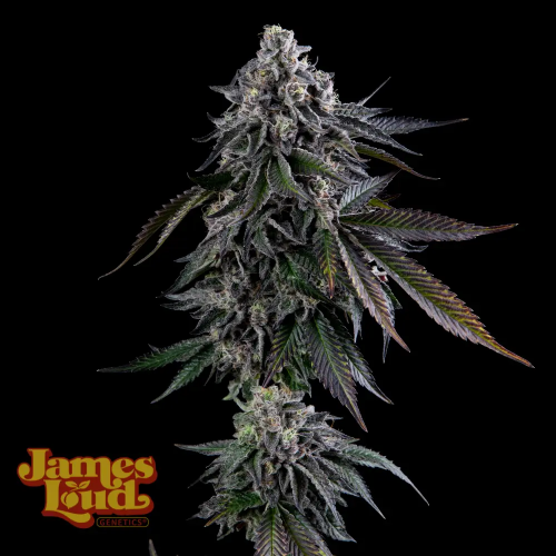 James Loud Genetics - Dripz
