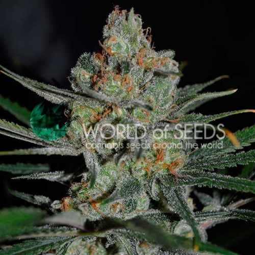 World of Seeds - Afghan Kush Early Harvest