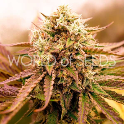 World of Seeds - Appalachian Kush