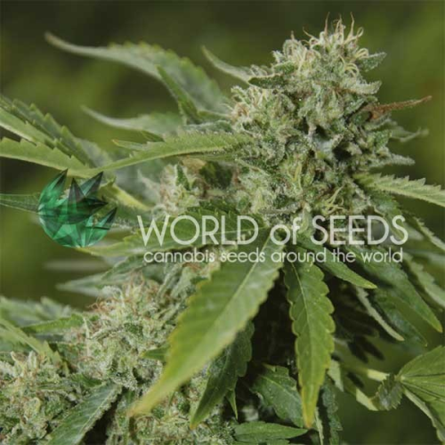 World of Seeds - Brazil Amazonia