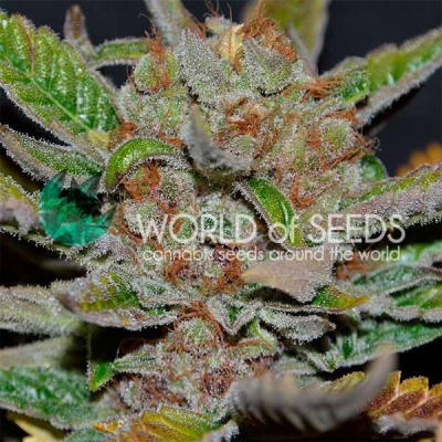 World of Seeds - Bubba Haze regular