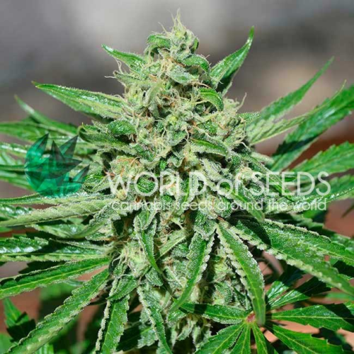World of Seeds - CBD Tonic