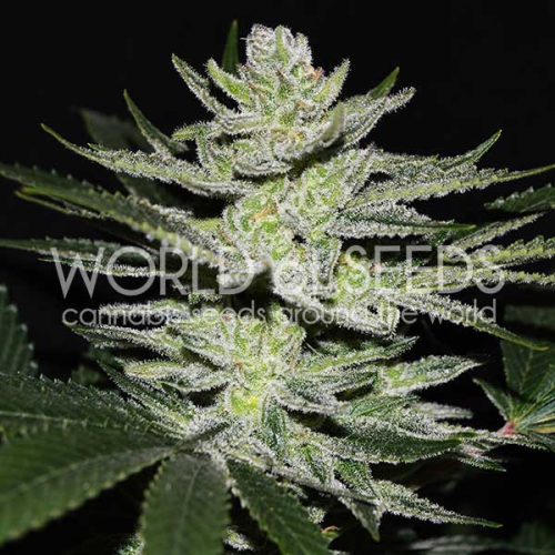 World of Seeds - Chocolate Thai OG