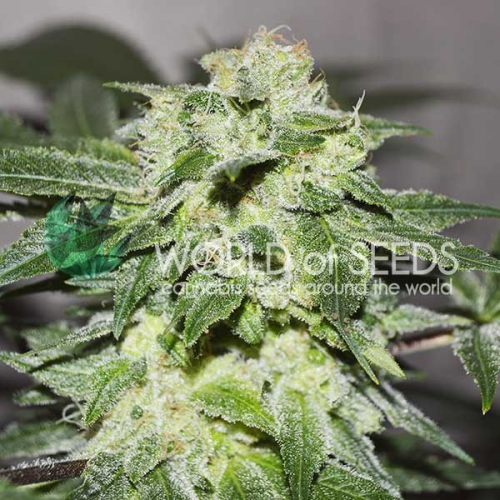 World of Seeds - Chronic Haze