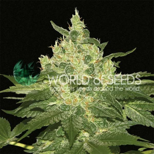World of Seeds - Afghan Kush