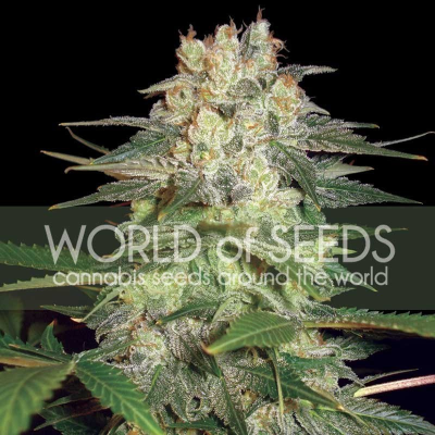 World of Seeds - Afghan Kush Ryder