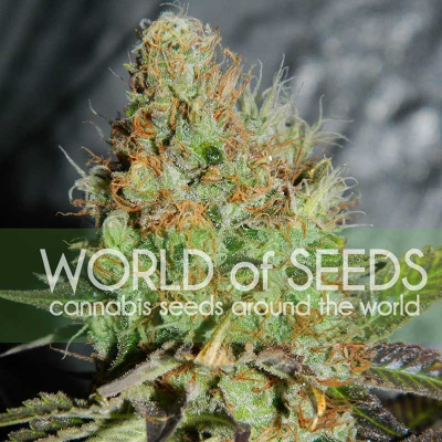 World of Seeds - Afghan Kush Special