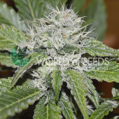 World of Seeds - Amnesia Ryder Autoflowering