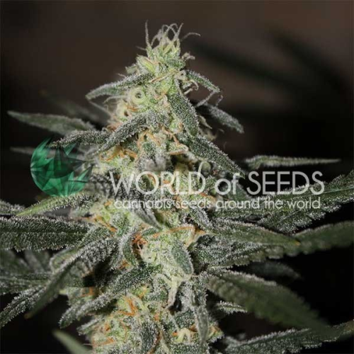 World of Seeds - Northern Lights x Big Bud Early Harvest