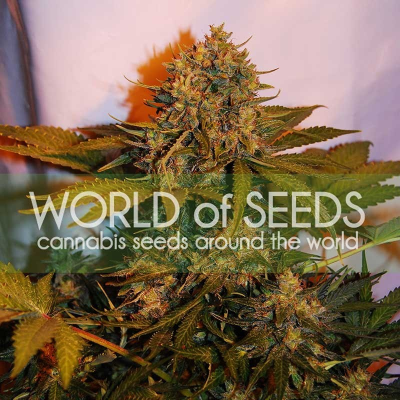World of Seeds - Northern Light x Big Bud Ryder Auto
