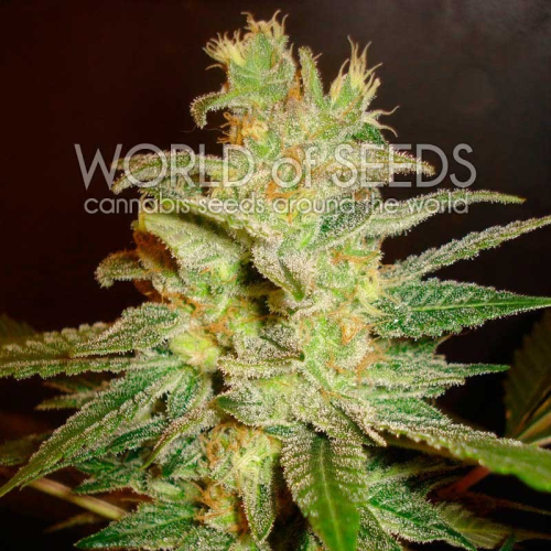 World of Seeds - Northern Light x Big Bud