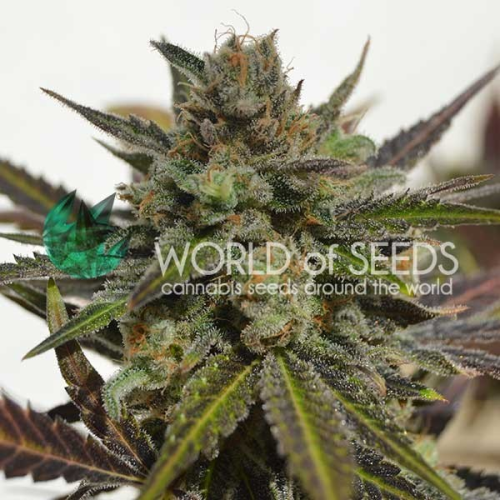 World of Seeds - Northern Light x Skunk