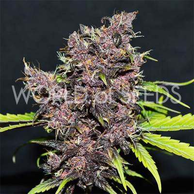 World of Seeds - Purple Afghan Kush Ryder Auto
